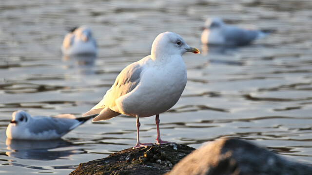Bjartmáfur - (Larus glaucoides © Trausti Baldursson Bjartmáfur - (Larus glaucoides © Trausti Baldursson