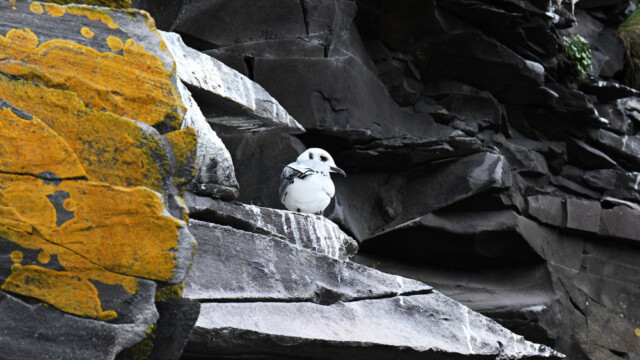 Rita - Rissa tridactyla © Trausti Baldursson Rita - Rissa tridactyla © Trausti Baldursson