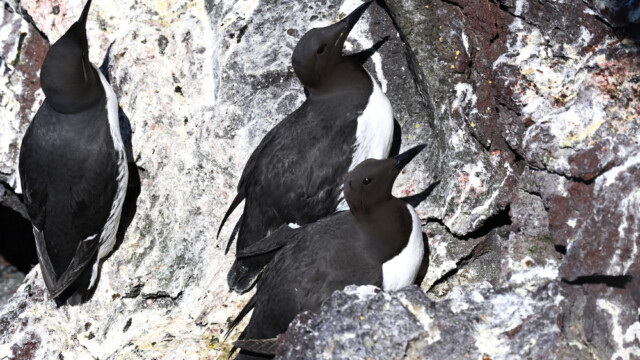 Langvía - Uria aalge © Trausti Baldursson Langvía - Uria aalge © Trausti Baldursson