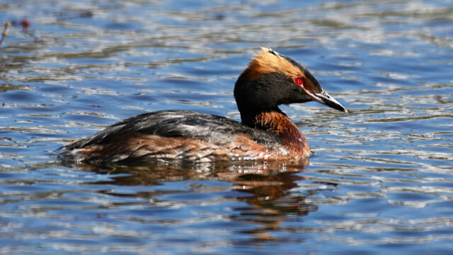 Flórgoði - Podiceps auritus © Trausti Baldursson Flórgoði - Podiceps auritus © Trausti Baldursson