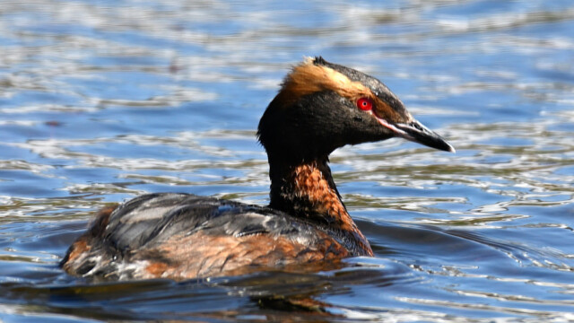 Flórgoði - Podiceps auritus © Trausti Baldursson Flórgoði - Podiceps auritus © Trausti Baldursson
