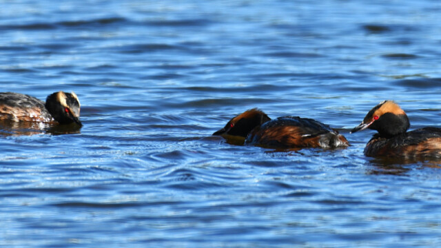 Flórgoði - Podiceps auritus © Trausti Baldursson Flórgoði - Podiceps auritus © Trausti Baldursson