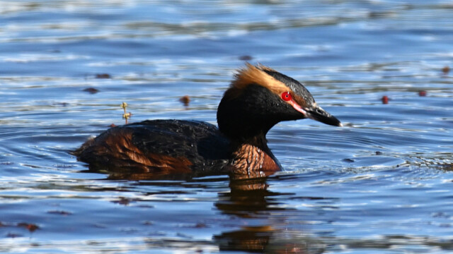 Flórgoði - Podiceps auritus © Trausti Baldursson Flórgoði - Podiceps auritus © Trausti Baldursson