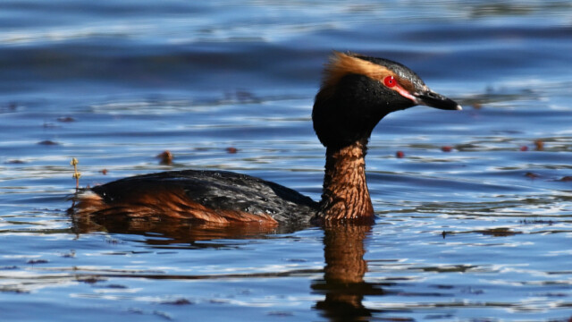 Flórgoði - Podiceps auritus © Trausti Baldursson Flórgoði - Podiceps auritus © Trausti Baldursson