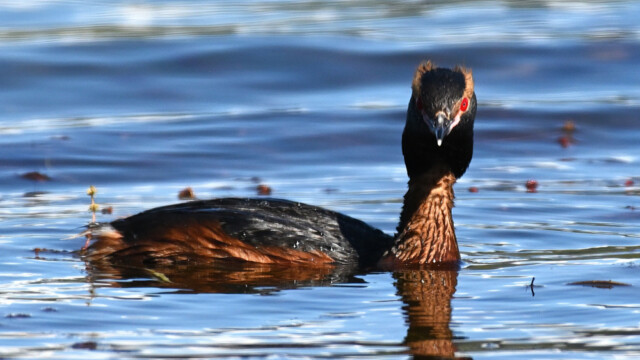 Flórgoði - Podiceps auritus © Trausti Baldursson Flórgoði - Podiceps auritus © Trausti Baldursson