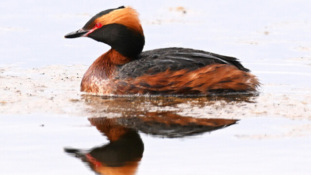 Flórgoði - Podiceps auritus © Trausti Baldursson Flórgoði - Podiceps auritus © Trausti Baldursson