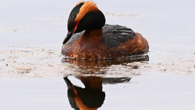 Flórgoði - Podiceps auritus © Trausti Baldursson Flórgoði - Podiceps auritus © Trausti Baldursson