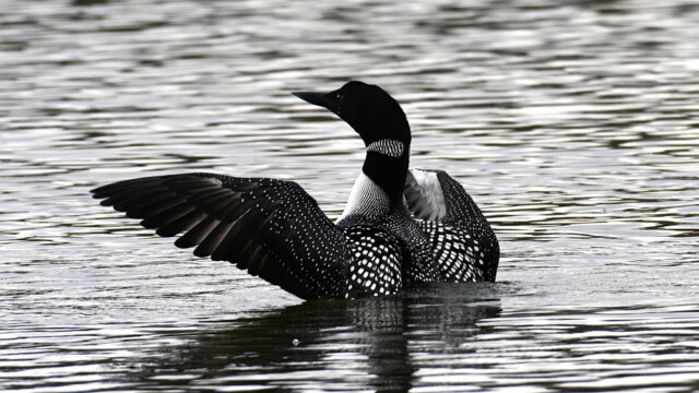 Himbrimi - Gavia immer © Trausti Baldursson Himbrimi - Gavia immer © Trausti Baldursson