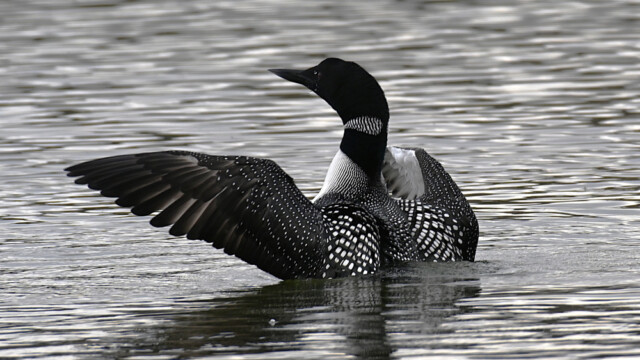 Himbrimi - Gavia immer © Trausti Baldursson Himbrimi - Gavia immer © Trausti Baldursson