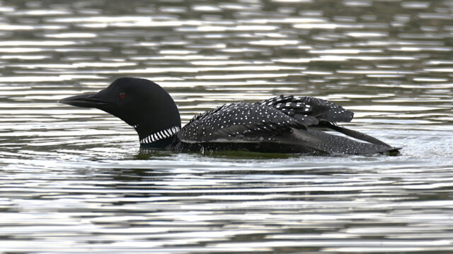 Himbrimi - Gavia immer © Trausti Baldursson Himbrimi - Gavia immer © Trausti Baldursson
