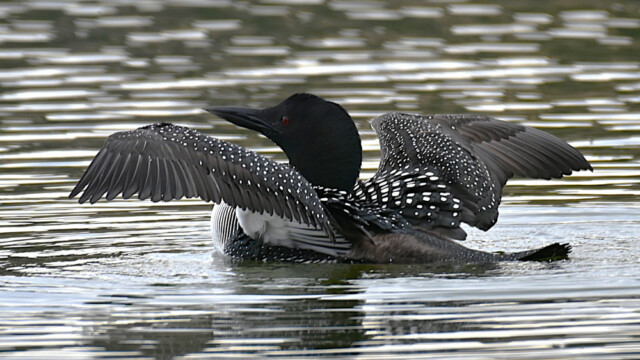 Himbrimi - Gavia immer © Trausti Baldursson Himbrimi - Gavia immer © Trausti Baldursson
