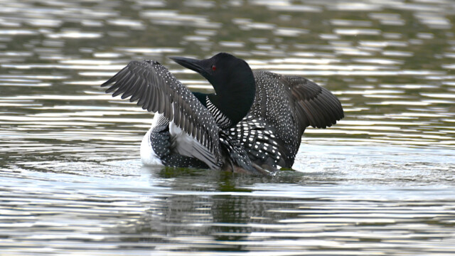 Himbrimi - Gavia immer © Trausti Baldursson Himbrimi - Gavia immer © Trausti Baldursson