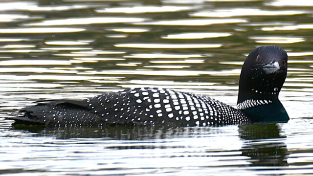 Himbrimi - Gavia immer © Trausti Baldursson Himbrimi - Gavia immer © Trausti Baldursson