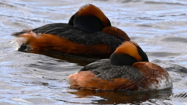 Flórgoði - Podiceps auritus © Trausti Baldursson Flórgoði - Podiceps auritus © Trausti Baldursson