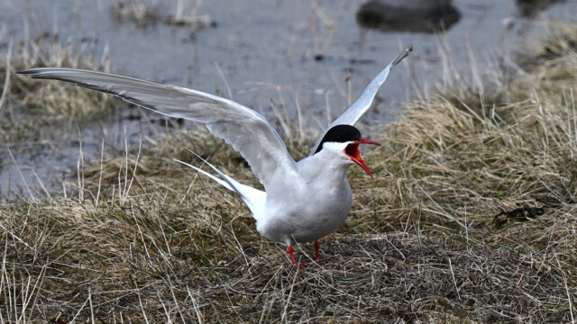 Kría - Sterna paradisaea © Trausti Baldursson Kría - Sterna paradisaea © Trausti Baldursson