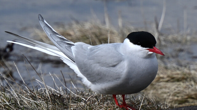Kría - Sterna paradisaea © Trausti Baldursson Kría - Sterna paradisaea © Trausti Baldursson
