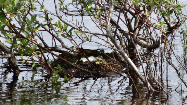 Flórgoðahreiður / nest - Podiceps auritus © Trausti Baldursson Flórgoðahreiður / nest- Podiceps auritus © Trausti Baldursson