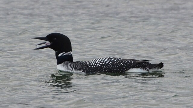 Himbrimi - Gavia immer © Trausti Baldursson Himbrimi - Gavia immer © Trausti Baldursson