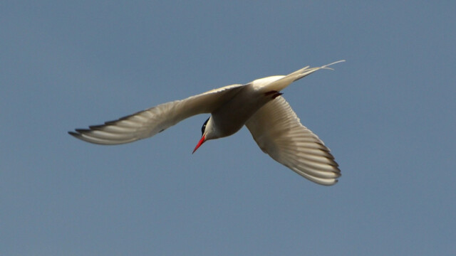 Kría - Sterna paradisaea © Trausti Baldursson Kría - Sterna paradisaea © Trausti Baldursson