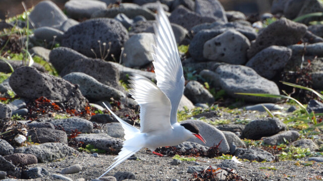 Kría - Sterna paradisaea © Trausti Baldursson Kría - Sterna paradisaea © Trausti Baldursson