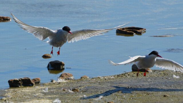 Kría - Sterna paradisaea © Trausti Baldursson Kría - Sterna paradisaea © Trausti Baldursson