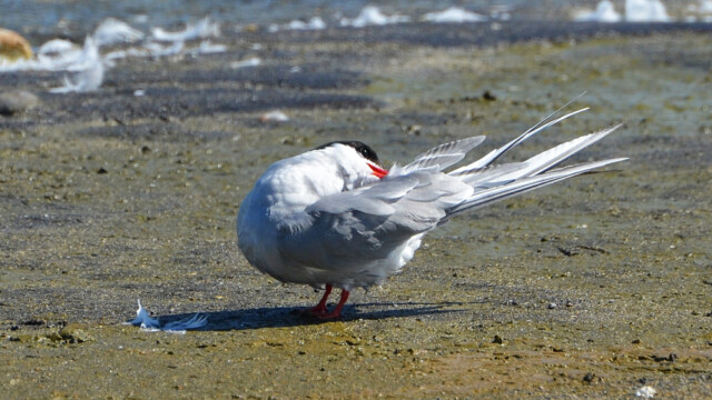 Kría - Sterna paradisaea © Trausti Baldursson Kría - Sterna paradisaea © Trausti Baldursson