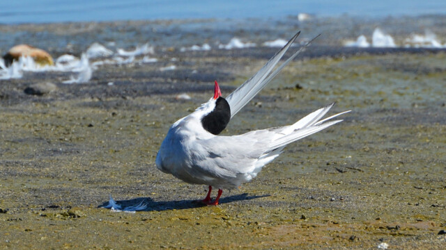 Kría - Sterna paradisaea © Trausti Baldursson Kría - Sterna paradisaea © Trausti Baldursson