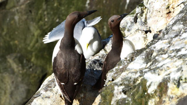 Langvía - Uria aalge © Trausti Baldursson Langvía - Uria aalge © Trausti Baldursson