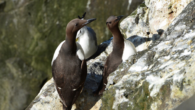 Langvía - Uria aalge © Trausti Baldursson Langvía - Uria aalge © Trausti Baldursson