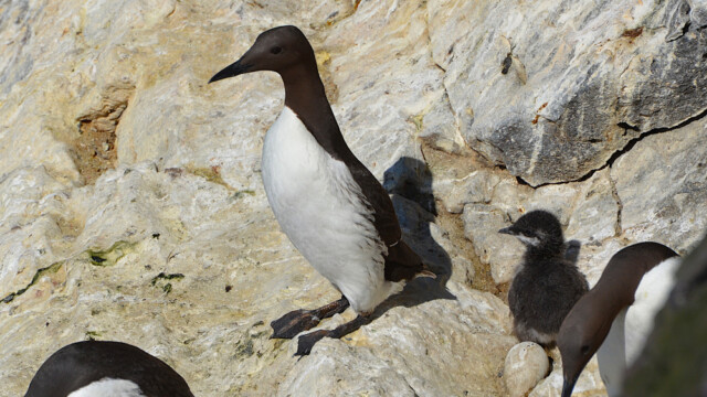 Langvía - Uria aalge © Trausti Baldursson Langvía - Uria aalge © Trausti Baldursson