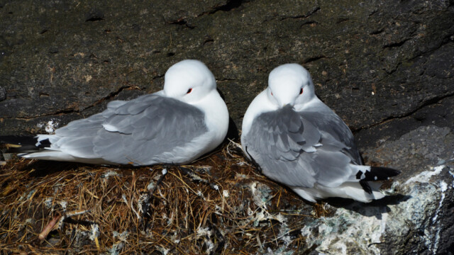 Rita - Rissa tridactyla © Trausti Baldursson Rita - Rissa tridactyla © Trausti Baldursson