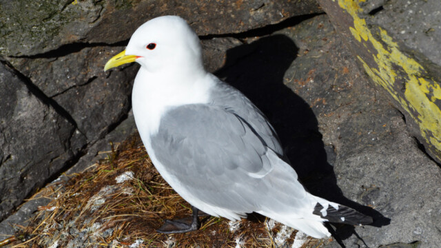 Rita - Rissa tridactyla © Trausti Baldursson Rita - Rissa tridactyla © Trausti Baldursson