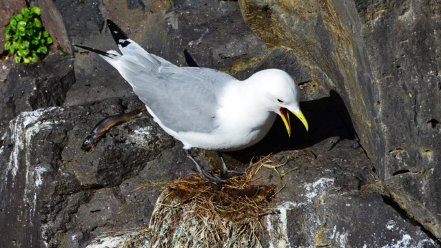 Rita - Rissa tridactyla © Trausti Baldursson Rita - Rissa tridactyla © Trausti Baldursson
