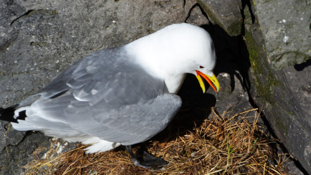 Rita - Rissa tridactyla © Trausti Baldursson Rita - Rissa tridactyla © Trausti Baldursson