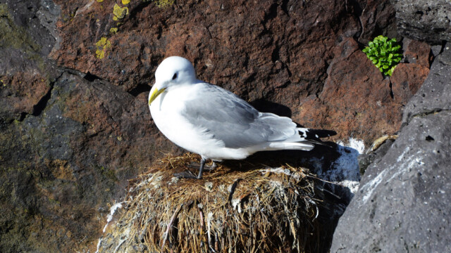 Rita - Rissa tridactyla © Trausti Baldursson Rita - Rissa tridactyla © Trausti Baldursson