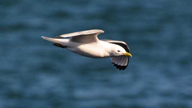 Rita - Rissa tridactyla © Trausti Baldursson Rita - Rissa tridactyla © Trausti Baldursson