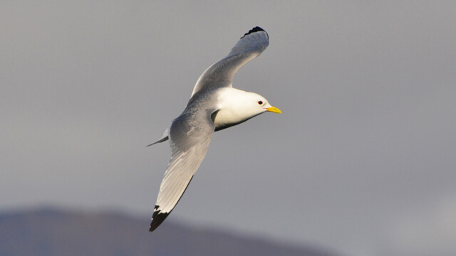 Rita - Rissa tridactyla © Trausti Baldursson Rita - Rissa tridactyla © Trausti Baldursson