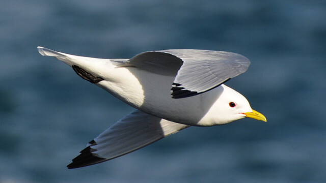 Rita - Rissa tridactyla © Trausti Baldursson Rita - Rissa tridactyla © Trausti Baldursson