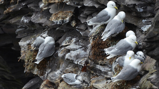 Rita - Rissa tridactyla © Trausti Baldursson Rita - Rissa tridactyla © Trausti Baldursson