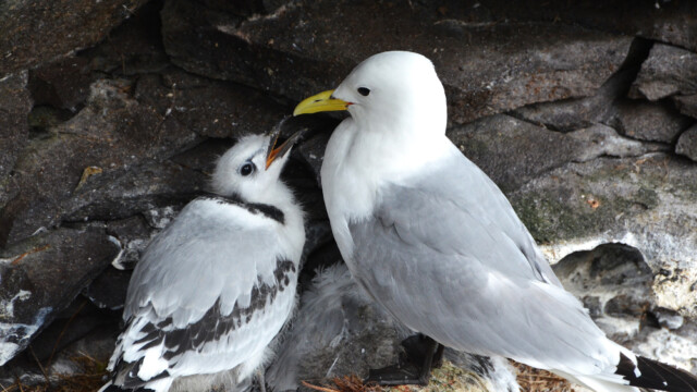 Rita - Rissa tridactyla © Trausti Baldursson Rita - Rissa tridactyla © Trausti Baldursson