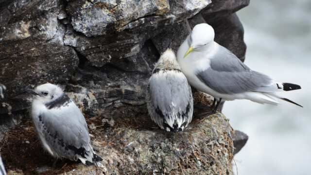 Rita - Rissa tridactyla © Trausti Baldursson Rita - Rissa tridactyla © Trausti Baldursson