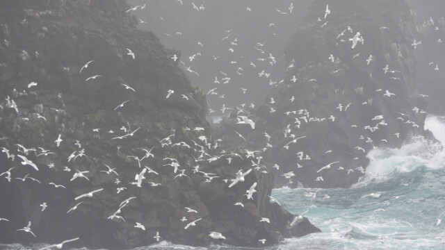 Rita - Rissa tridactyla © Trausti Baldursson Rita - Rissa tridactyla © Trausti Baldursson