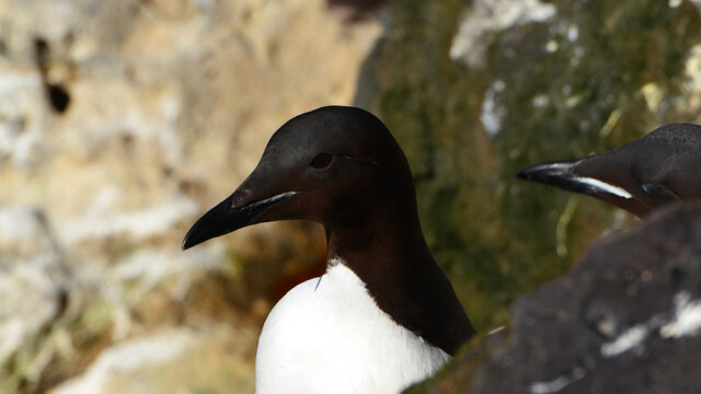 Stuttnefja - Uria lomvia © Trausti Baldursson Stuttnefja - Uria lomvia © Trausti Baldursson
