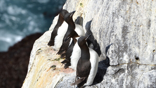 Stuttnefja - Uria lomvia © Trausti Baldursson Stuttnefja - Uria lomvia © Trausti Baldursson