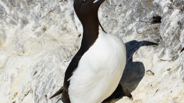 Stuttnefja - Uria lomvia © Trausti Baldursson Stuttnefja - Uria lomvia © Trausti Baldursson