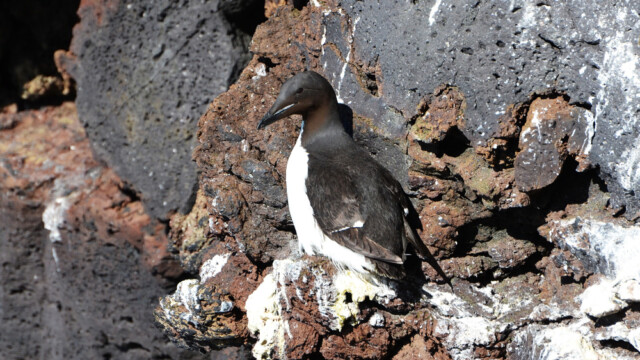 Stuttnefja - Uria lomvia © Trausti Baldursson Stuttnefja - Uria lomvia © Trausti Baldursson