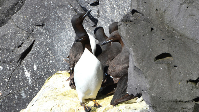 Stuttnefja - Uria lomvia © Trausti Baldursson Stuttnefja - Uria lomvia © Trausti Baldursson
