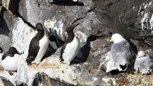 Stuttnefja - Uria lomvia © Trausti Baldursson Stuttnefja - Uria lomvia © Trausti Baldursson